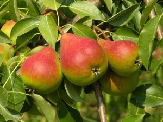 pears_2577421.jpg